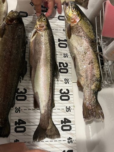 ニジマスの釣果