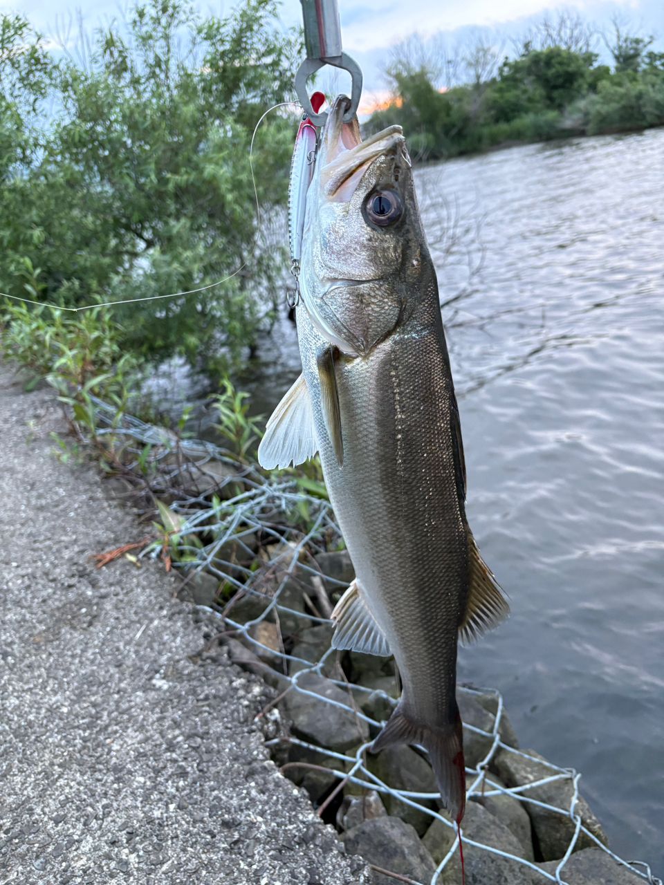 DAIWA 21モアザン ブランジーノ EX AGS 97ML/Mの最安値・インプレ