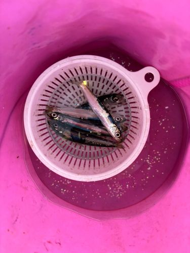 ウルメイワシの釣果