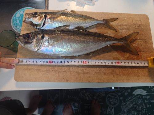 マアジの釣果