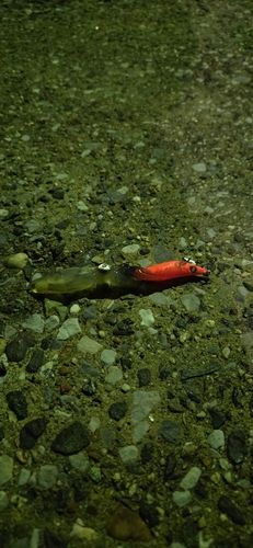 ヒイカの釣果