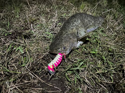 ナマズの釣果