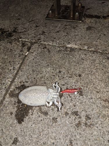 シリヤケイカの釣果
