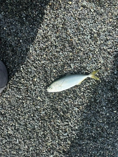 ワカシの釣果