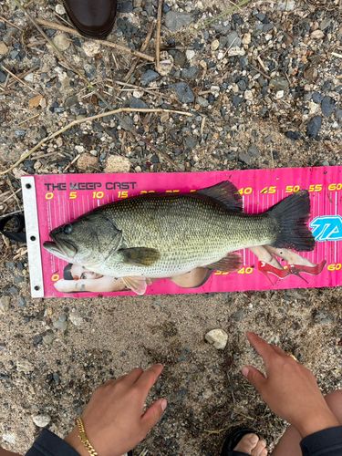 ラージマウスバスの釣果
