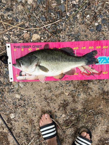 ラージマウスバスの釣果