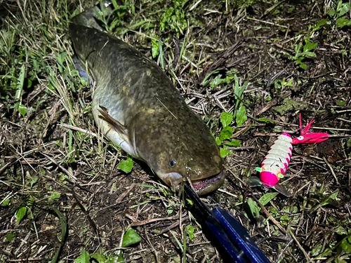 ナマズの釣果