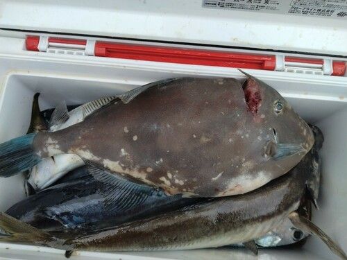 ウマヅラハギの釣果