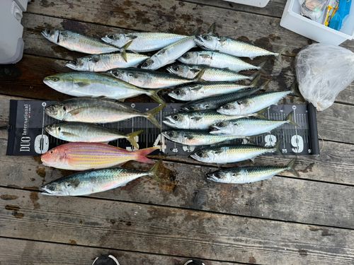 釣果