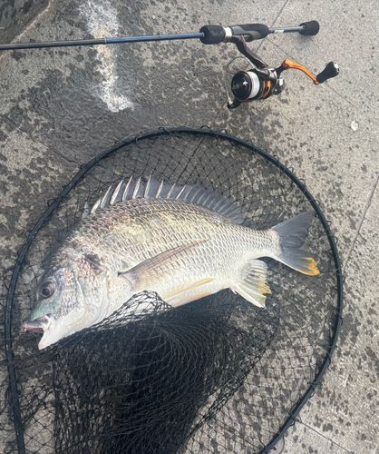 キビレの釣果