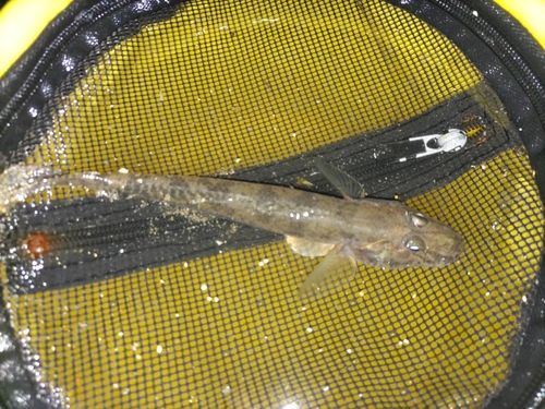 マハゼの釣果