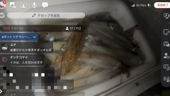 ヤリイカの釣果