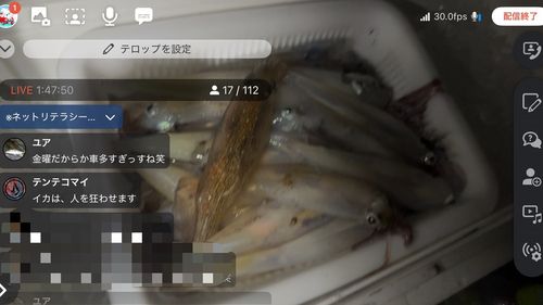ヤリイカの釣果