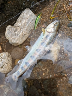 ヤマメの釣果