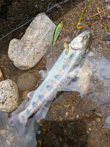 ヤマメの釣果