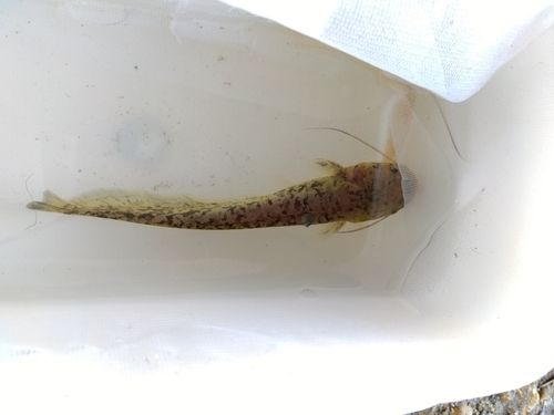 マナマズの釣果