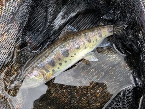 ヤマメの釣果