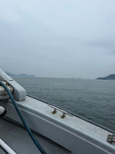 タイの釣果