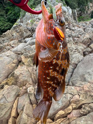 キジハタの釣果