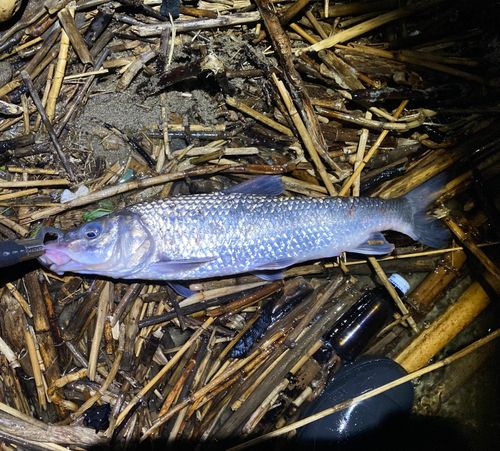 ニゴイの釣果