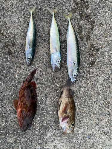 サバの釣果
