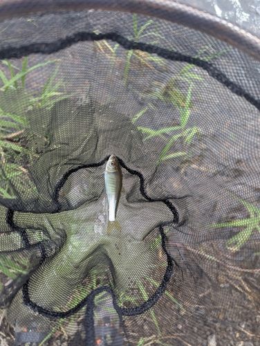 オイカワの釣果