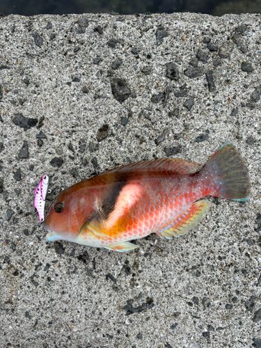 イラの釣果
