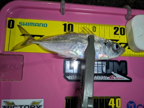 マアジの釣果