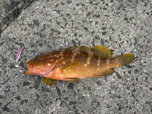 キジハタの釣果