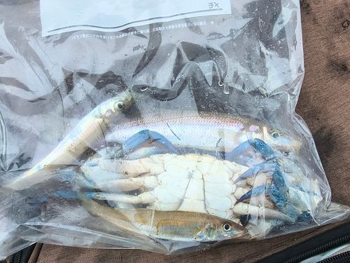 キスの釣果