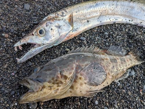 タチウオの釣果