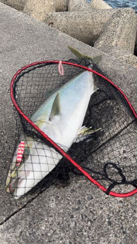 ブリの釣果