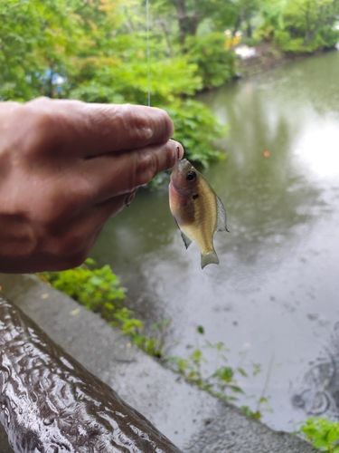 ブルーギルの釣果