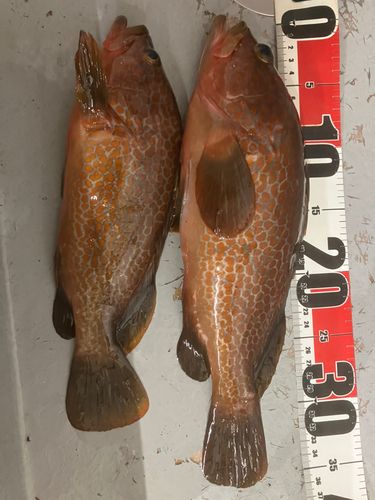 アコウの釣果
