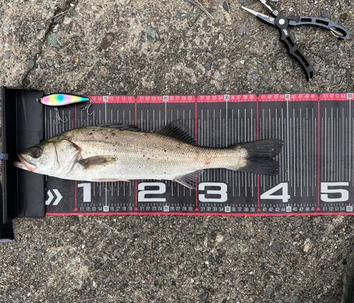 フッコ（マルスズキ）の釣果