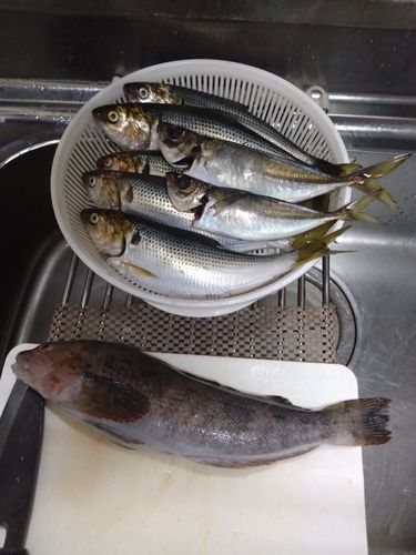 アイナメの釣果