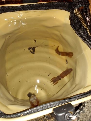 ヒイカの釣果