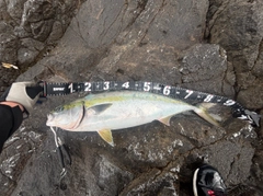 ブリの釣果