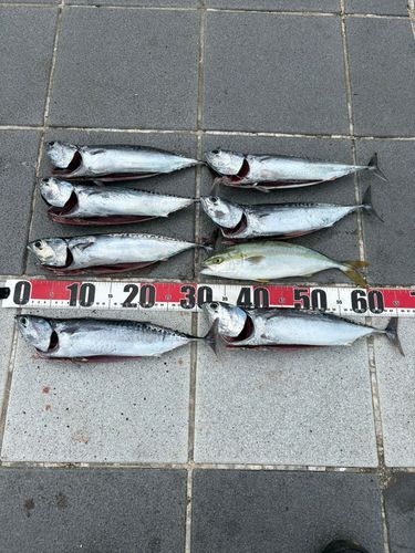 カツオの釣果