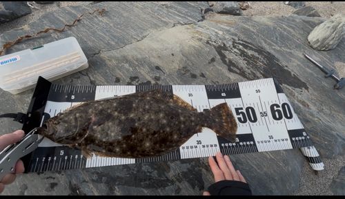 ヒラメの釣果