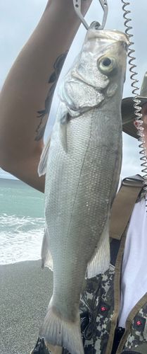 フッコ（ヒラスズキ）の釣果