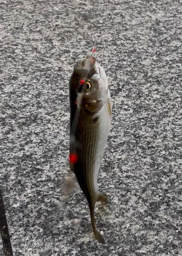 コノシロの釣果