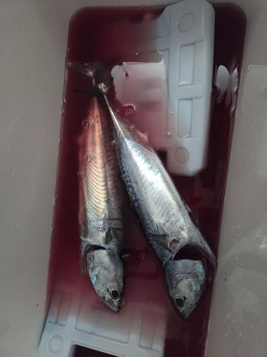 ソウダガツオの釣果
