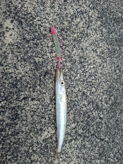 カマスの釣果