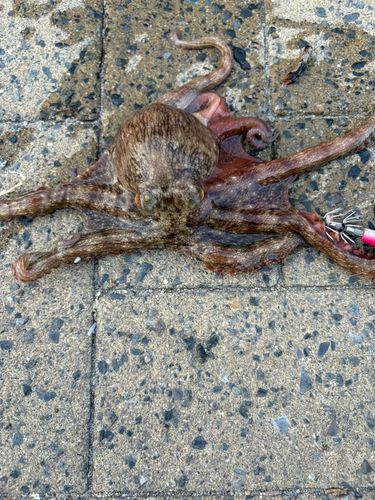 タコの釣果