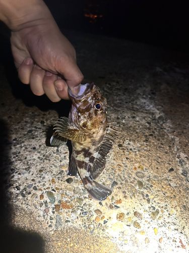 ガシラの釣果