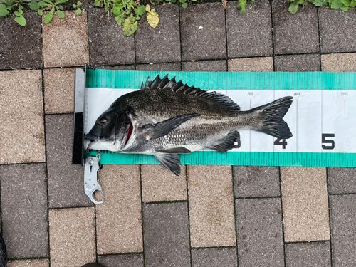 クロダイの釣果