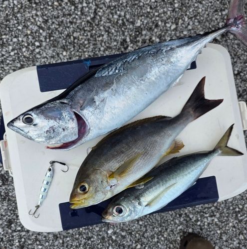 ヒラソウダの釣果