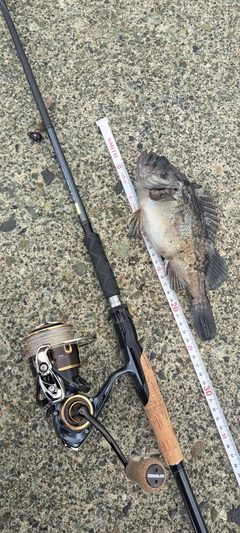 クロソイの釣果