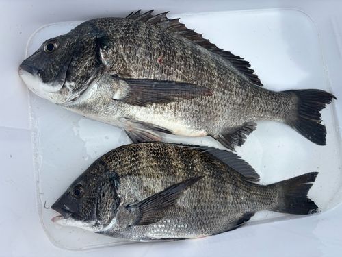 チヌの釣果